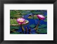 Framed Water Lillies in Reflecting Pool at Palm Grove Gardens, Barbados