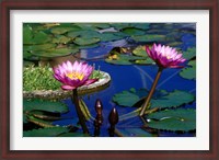 Framed Water Lillies in Reflecting Pool at Palm Grove Gardens, Barbados