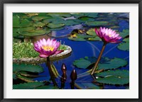 Framed Water Lillies in Reflecting Pool at Palm Grove Gardens, Barbados