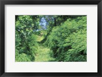 Framed View of Path Through Trees, Bermuda, Caribbean