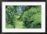 Framed View of Path Through Trees, Bermuda, Caribbean