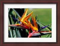 Framed Bird of Paradise in Bermuda Botanical Gardens, Caribbean