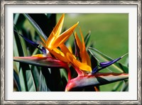 Framed Bird of Paradise in Bermuda Botanical Gardens, Caribbean