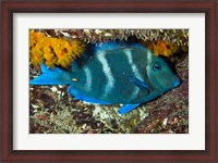 Framed Blue Tang fish, Bonaire, Netherlands Antilles, Caribbean
