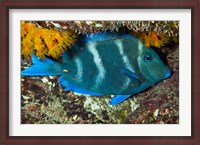 Framed Blue Tang fish, Bonaire, Netherlands Antilles, Caribbean