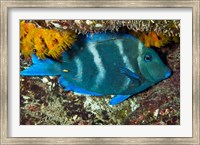 Framed Blue Tang fish, Bonaire, Netherlands Antilles, Caribbean