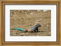 Framed Bonaire Whiptail Lizard, Bonaire, Netherlands Antilles