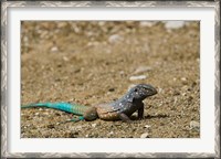 Framed Bonaire Whiptail Lizard, Bonaire, Netherlands Antilles