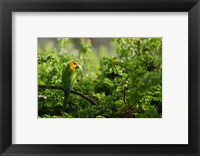 Framed Caribbean Parakeet tropical bird, Netherlands Antilles