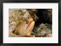 Framed Goldentail Moray fish, Bonaire, Netherlands Antilles