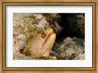 Framed Goldentail Moray fish, Bonaire, Netherlands Antilles