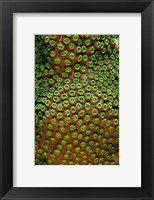 Framed Great Star Coral, Bonaire, Netherlands Antilles