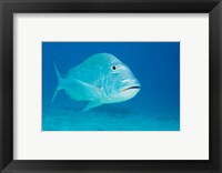 Framed Jolthead Porgy fish, Bonaire, Netherlands Antilles