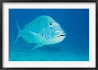 Framed Jolthead Porgy fish, Bonaire, Netherlands Antilles