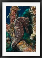 Framed Longsnout Seahorse, Marine Life, Netherlands Antilles