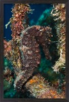 Framed Longsnout Seahorse, Marine Life, Netherlands Antilles