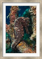 Framed Longsnout Seahorse, Marine Life, Netherlands Antilles