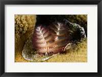 Framed Marine life, Christmas Tree Worm, Star Coral, Bonaire