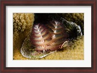Framed Marine life, Christmas Tree Worm, Star Coral, Bonaire