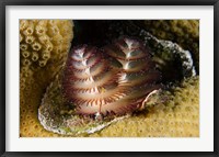 Framed Marine life, Christmas Tree Worm, Star Coral, Bonaire