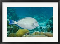 Framed Ocean Surgeonfish, Bonaire, Netherlands Antilles