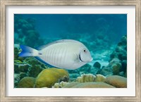 Framed Ocean Surgeonfish, Bonaire, Netherlands Antilles