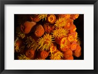 Framed Orange Cup Coral, Netherlands Antilles