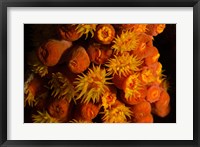 Framed Orange Cup Coral, Netherlands Antilles