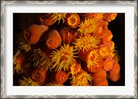 Framed Orange Cup Coral, Netherlands Antilles