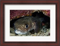Framed Porcupine Fish, Bonaire, Netherlands Antilles, Caribbean