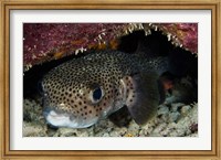 Framed Porcupine Fish, Bonaire, Netherlands Antilles, Caribbean