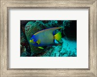 Framed Queen Angelfish, Bonaire, Netherlands Antilles