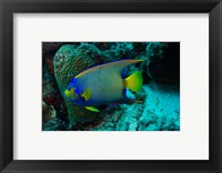 Framed Queen Angelfish, Bonaire, Netherlands Antilles