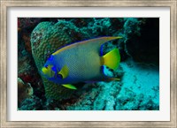 Framed Queen Angelfish, Bonaire, Netherlands Antilles