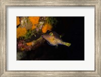 Framed Sharpnose Puffer fish, Bonaire, Netherlands Antilles