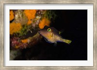 Framed Sharpnose Puffer fish, Bonaire, Netherlands Antilles