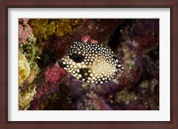 Framed Smooth Trunkfish, Bonaire, Netherlands Antilles