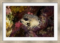 Framed Smooth Trunkfish, Bonaire, Netherlands Antilles