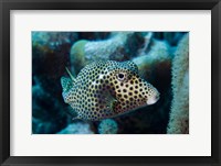 Framed Spotted Trunkfish, Bonaire, Netherlands Antilles