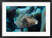 Framed Spotted Trunkfish, Bonaire, Netherlands Antilles