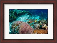 Framed Stoplight Parrotfish, Bonaire, Netherlands Antilles