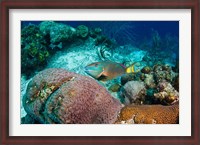 Framed Stoplight Parrotfish, Bonaire, Netherlands Antilles