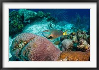 Framed Stoplight Parrotfish, Bonaire, Netherlands Antilles