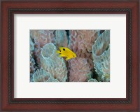 Framed Threespot Damselfish, Azure Vase Sponge, Caribbean