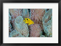 Framed Threespot Damselfish, Azure Vase Sponge, Caribbean