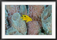 Framed Threespot Damselfish, Azure Vase Sponge, Caribbean