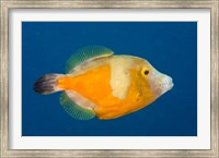 Framed Whitespotted File fish Orange Phase, Bonaire, Caribbean