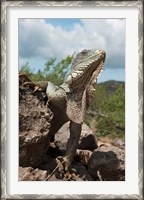 Framed Green Iguana lizard, Slagbaai NP, Netherlands Antilles