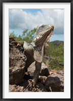 Framed Green Iguana lizard, Slagbaai NP, Netherlands Antilles