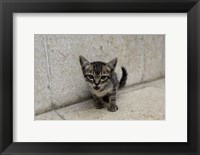 Framed Cute kitten on the streets of Old Havana, Havana, Cuba